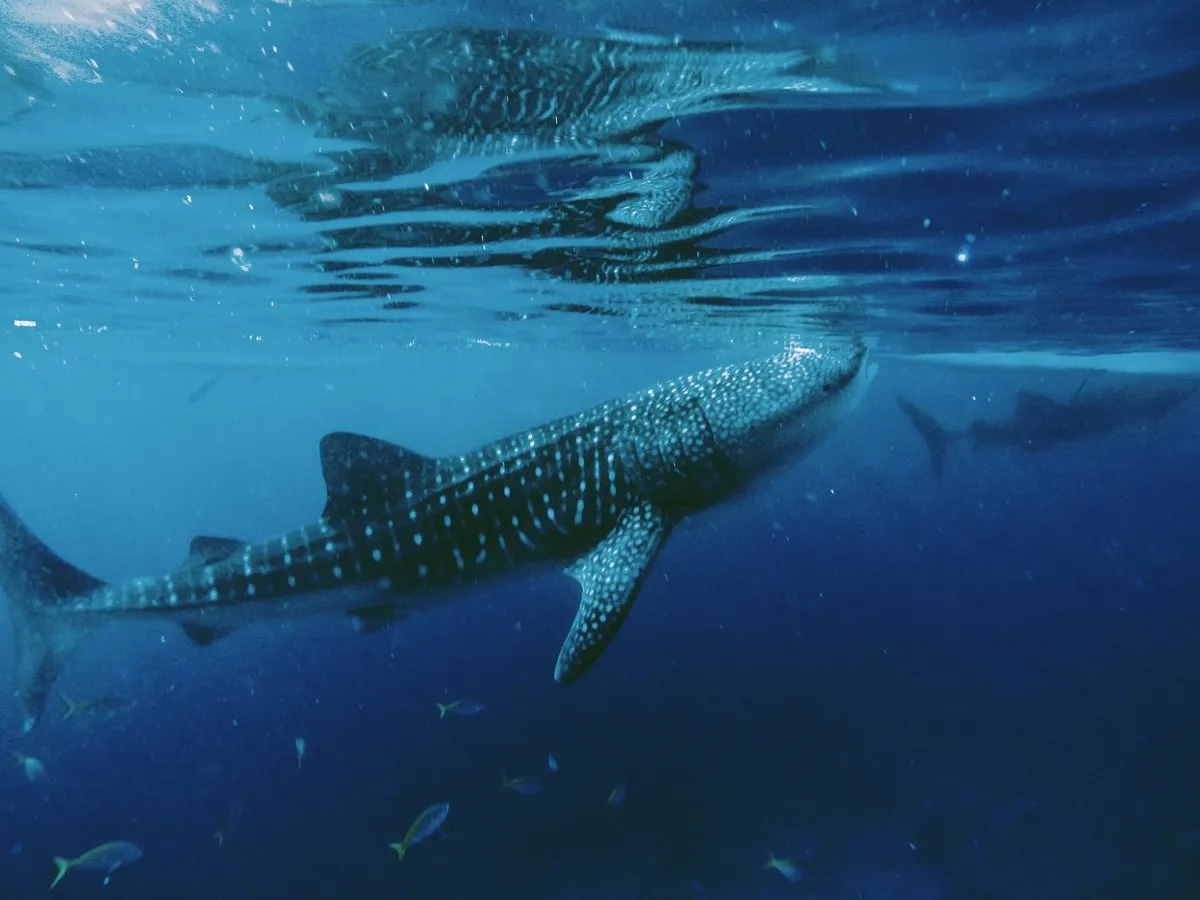 A whale shark gliding through clear blue water